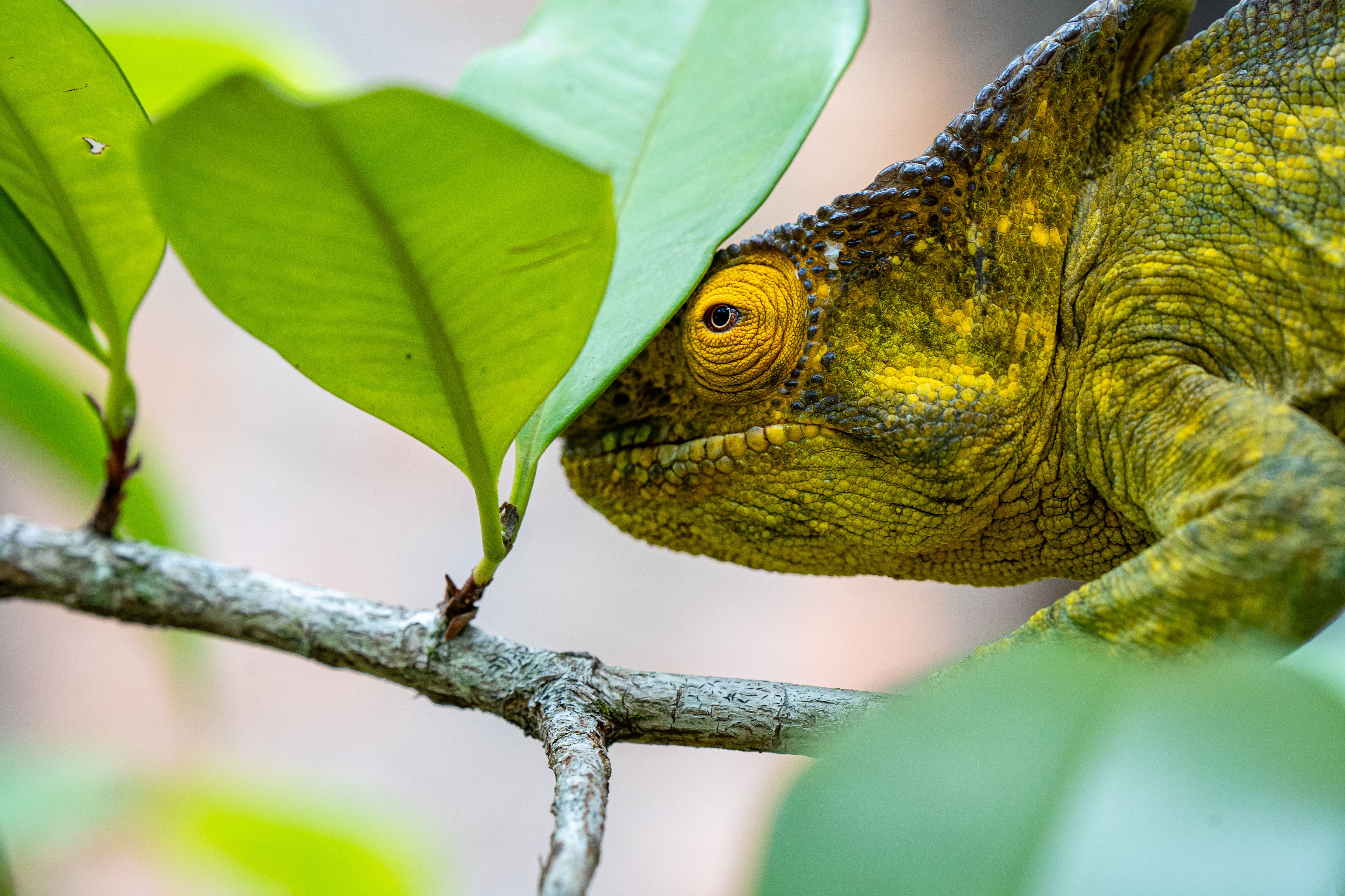 A chameleon perfectly camouflaged among green leaves on a branch, showcasing nature's adaptability.