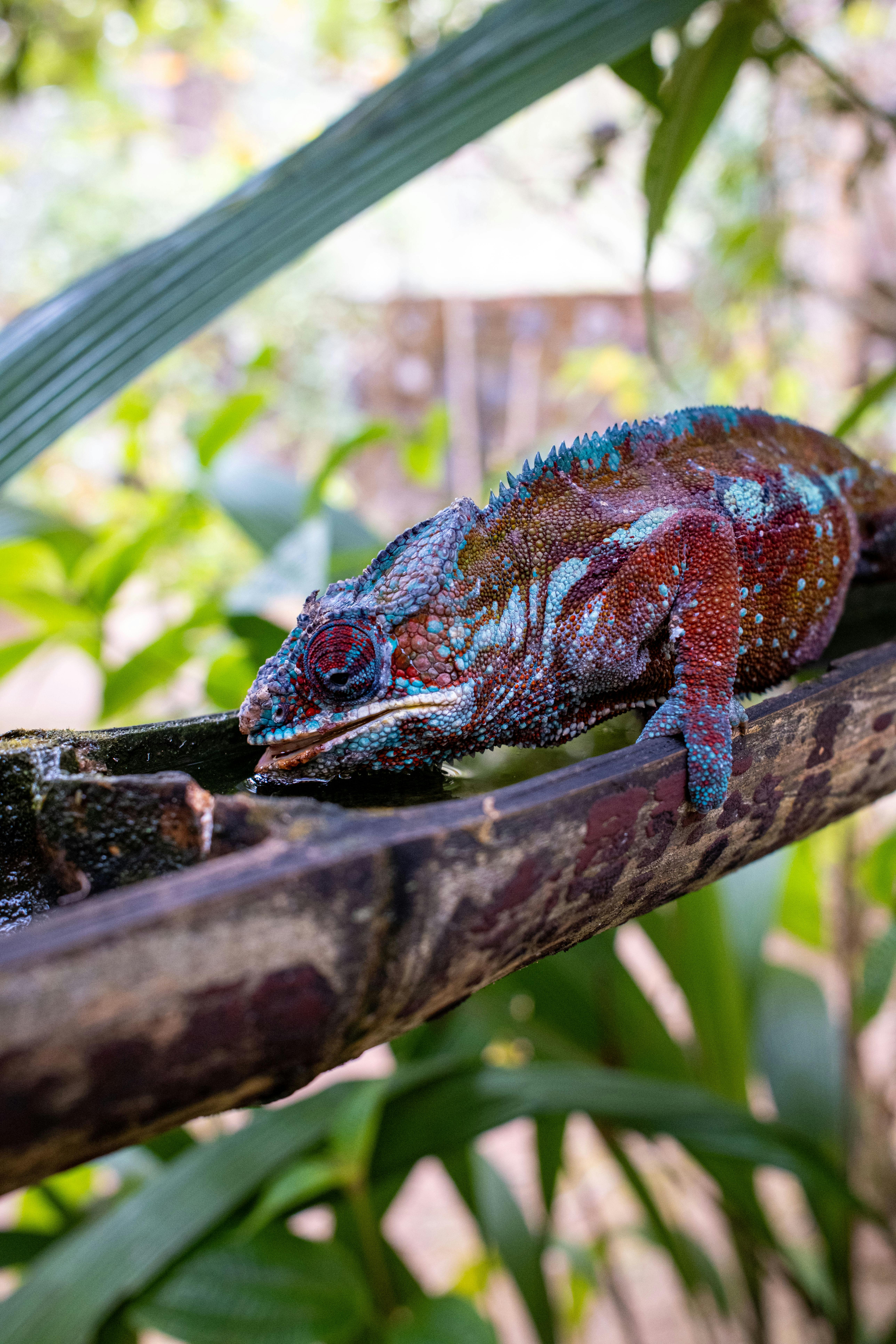 a lizard is sitting on a wooden pole