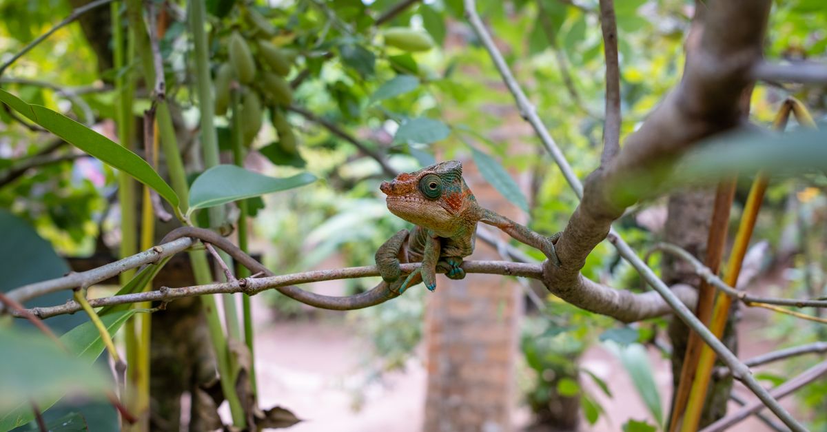 Photo of Madagascar