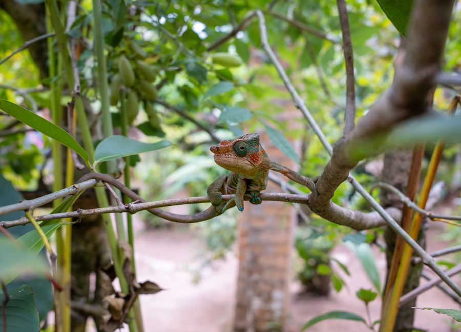 Close-up of a chameleon blending into the tree branches in a vibrant tropical setting.