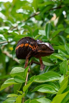 gecko photo