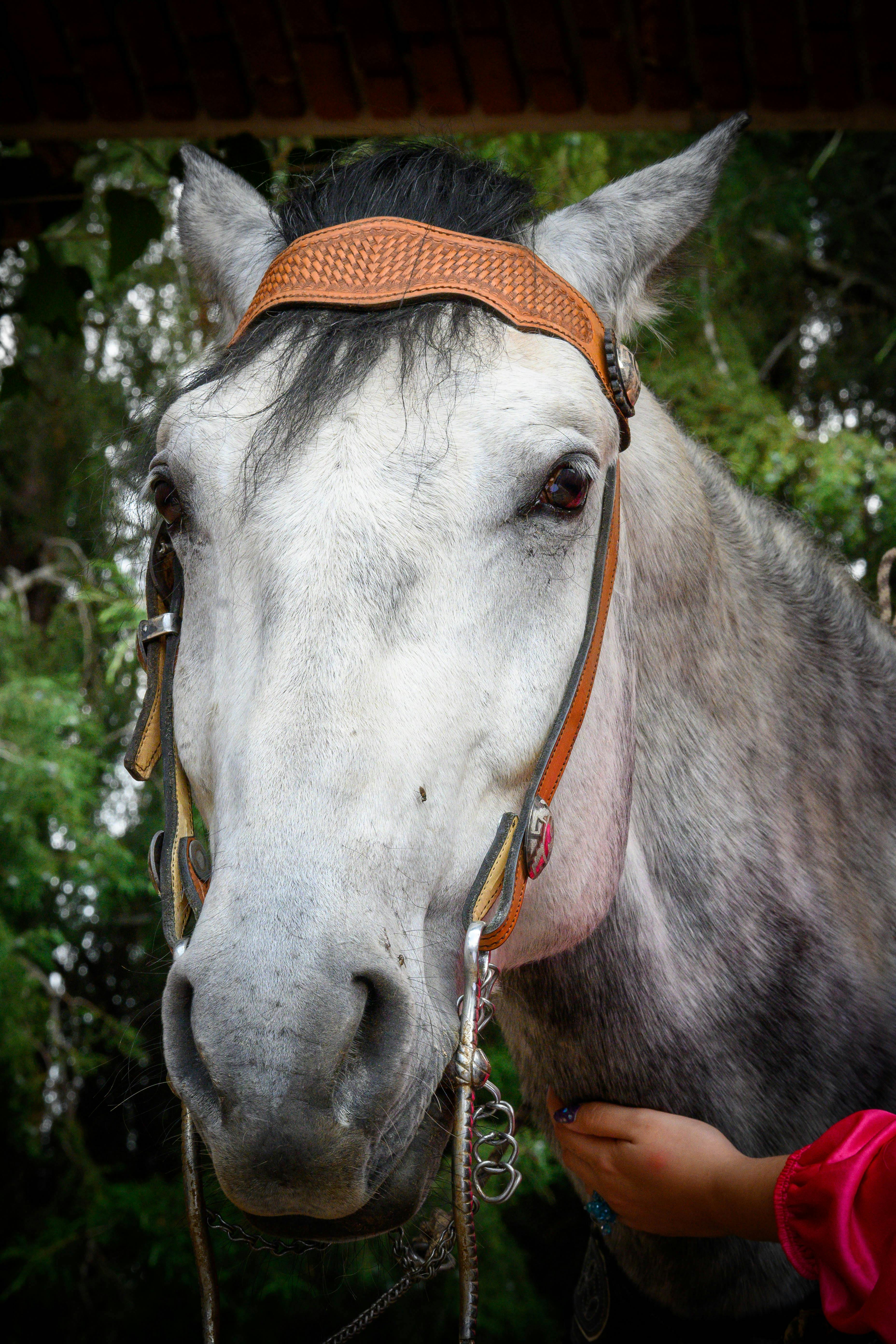 a horse with a bridle on its head