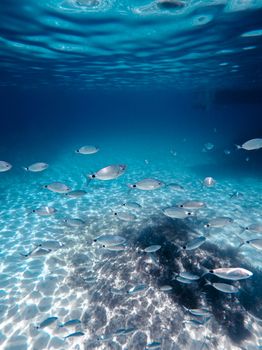 Explore the vibrant underwater world with a school of fish in the clear turquoise waters of Malta.