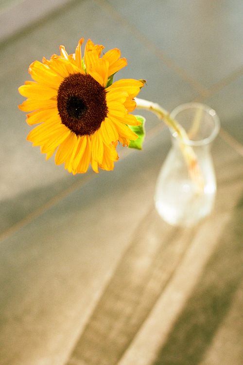 Free Sunflower Stock Photo