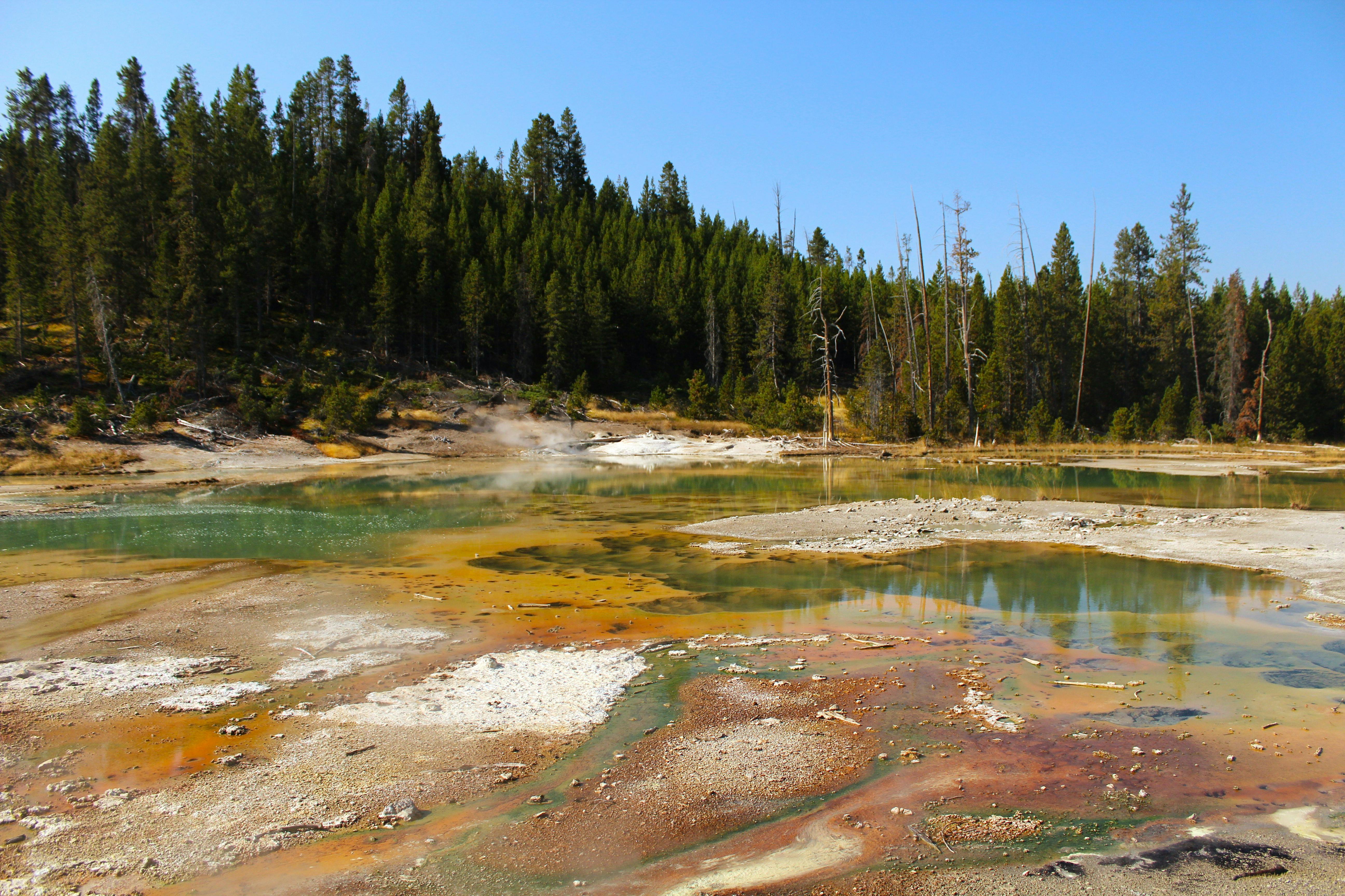 Vibrant geothermal pools surrounded by forests in Yellowstone National Park, WY, USA.