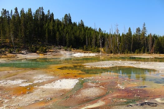 Vibrant geothermal pools surrounded by forests in Yellowstone National Park, WY, USA.