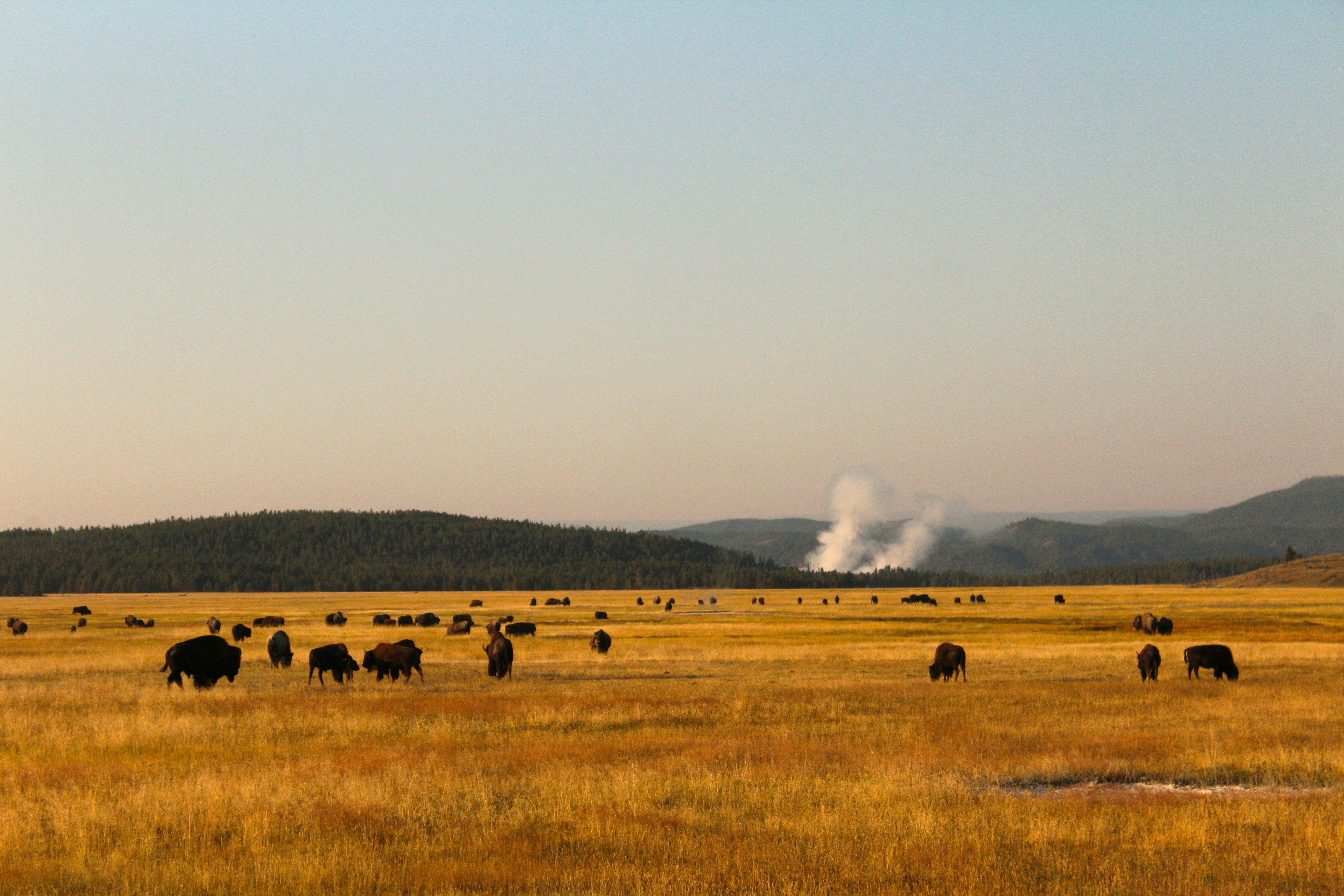 Bison Herd in Yellowstone National Park at Sunrise