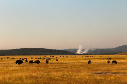 Free A majestic sunrise scene of a bison herd grazing in Yellowstone National Park. Stock Photo