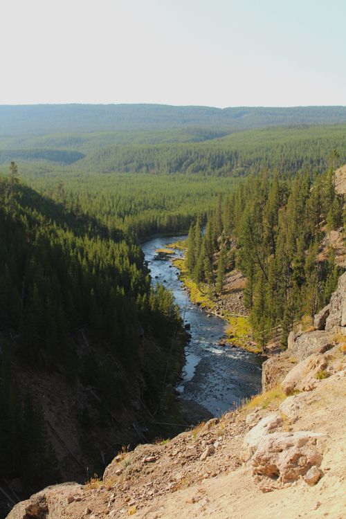 Free Scenic river flowing through lush forest in Yellowstone, showcasing natural beauty. Stock Photo