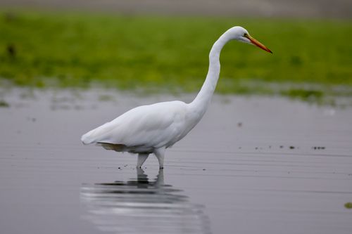 Free A majestic Great Egret (Ardea alba) wading in the serene wetlands of Moss Landing. Stock Photo