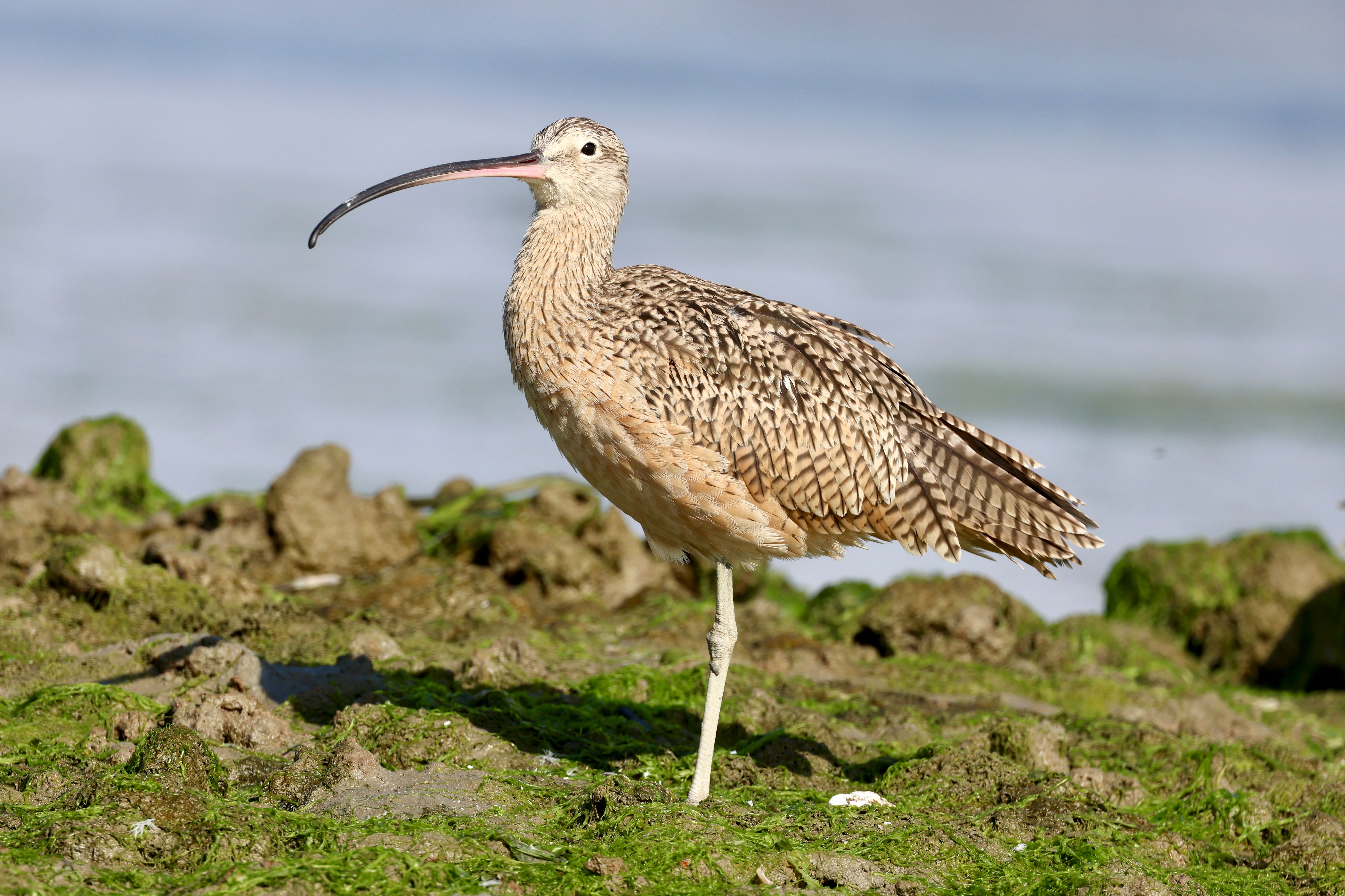 Long-billed curlew standing on grassy shoreline in Moss Landing, California.