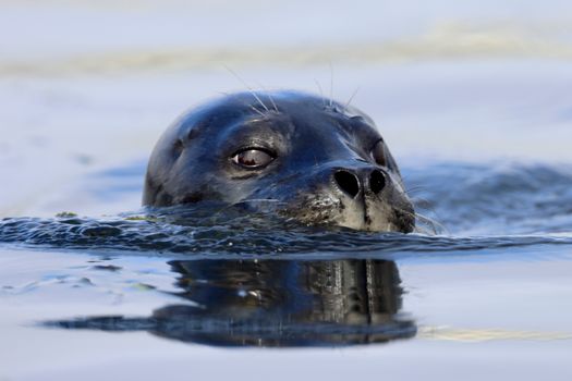 A harbor seal peeks above calm waters in Moss Landing, CA, capturing the serene marine life.