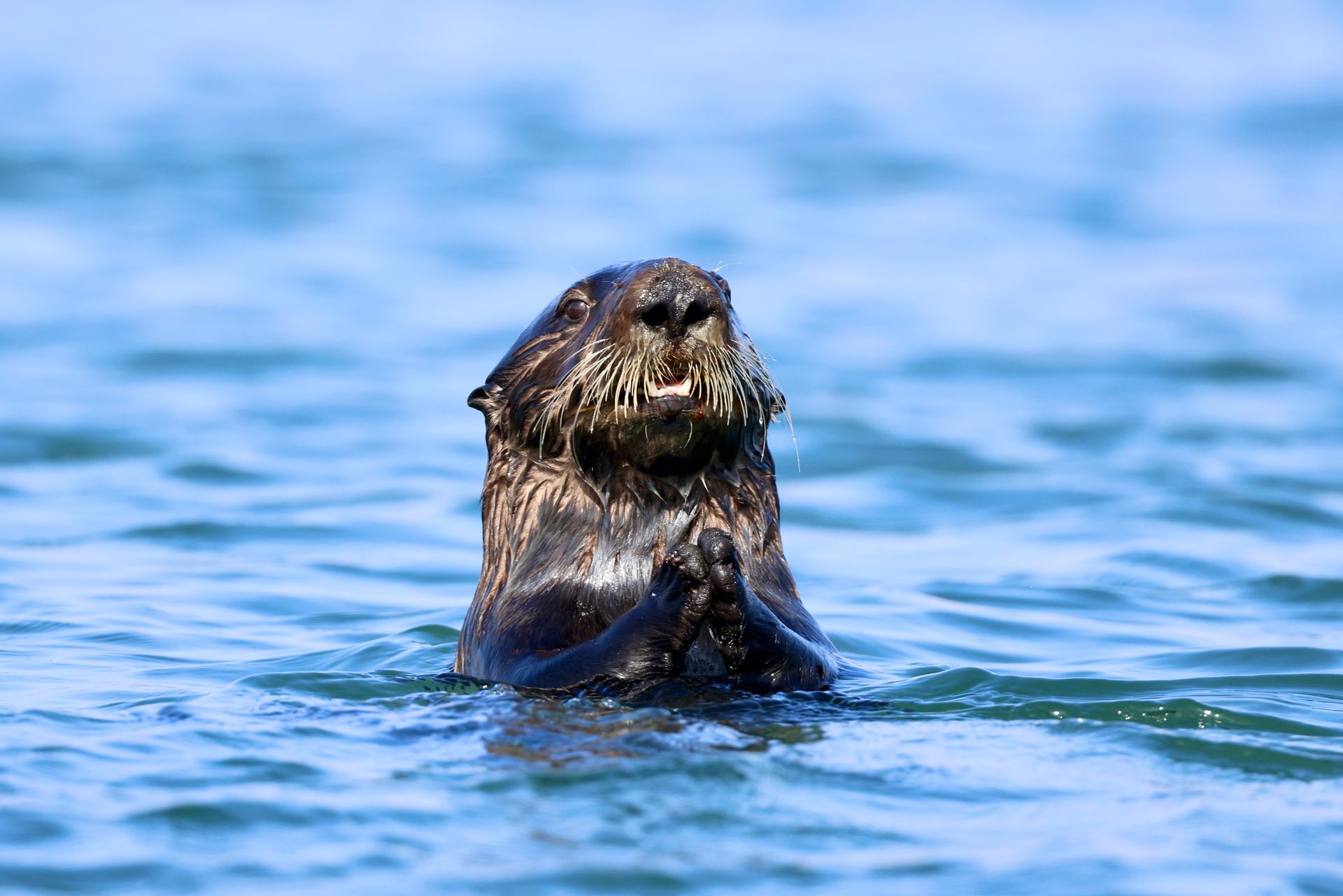 Southern sea otter floating in tranquil ocean waters at Moss Landing, California.