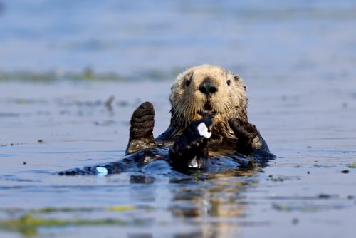 Free A southern sea otter enjoys a snack in the waters of Moss Landing, California. Stock Photo