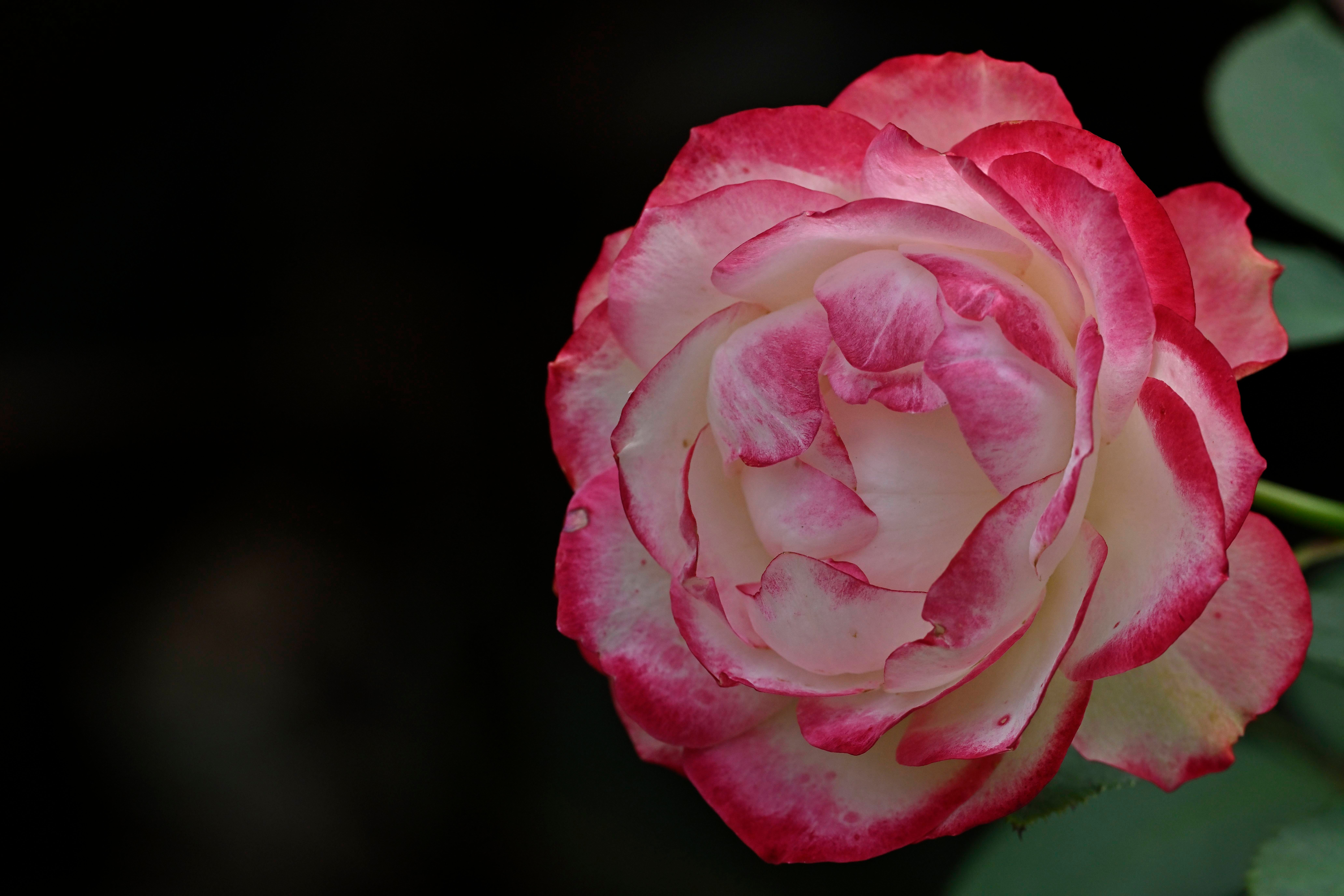 Close-up image of a red and white blooming rose with intricate petals.