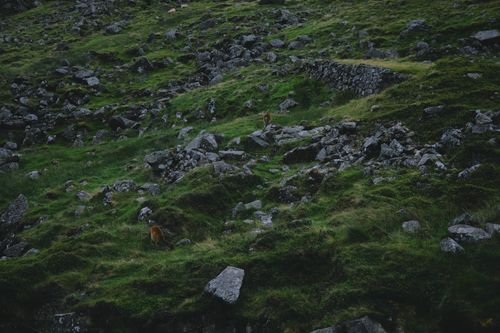 Free A scenic view of a rocky green hillside with wild deer in Dublin, Ireland. Stock Photo