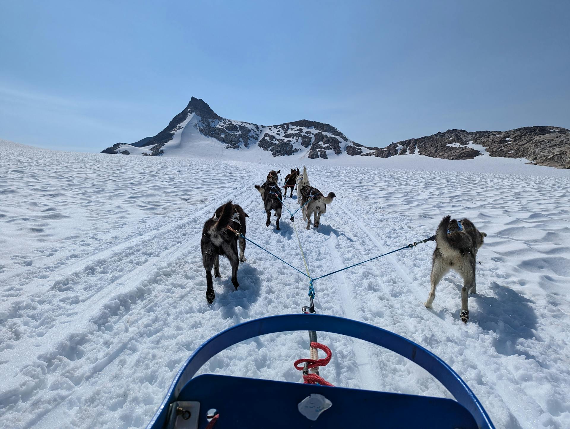 Dog sleding in a glacier