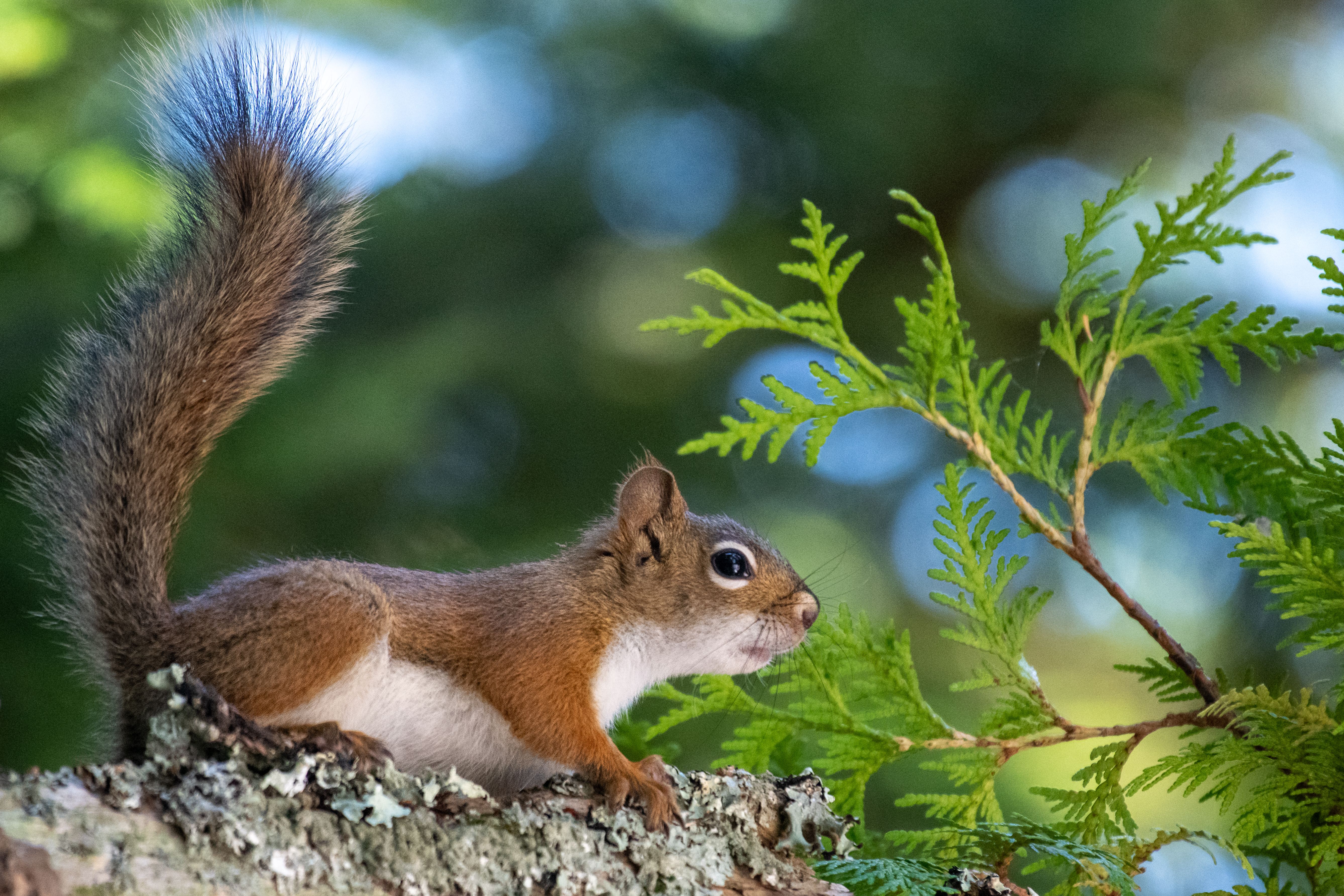 Wildlife observation in natural Canadian habitat