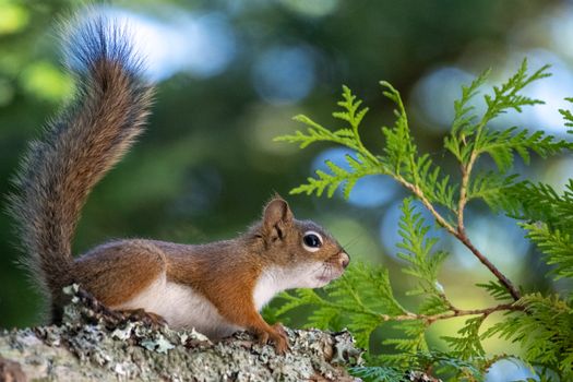 Close-up of a red squirrel perched on a tree branch in a lush forest setting.