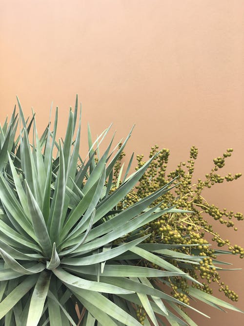 Green Plant Beside Wall