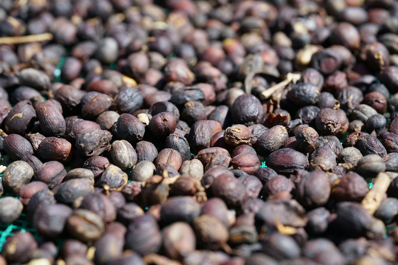 Coffee cherries drying on racks near Antigua farms