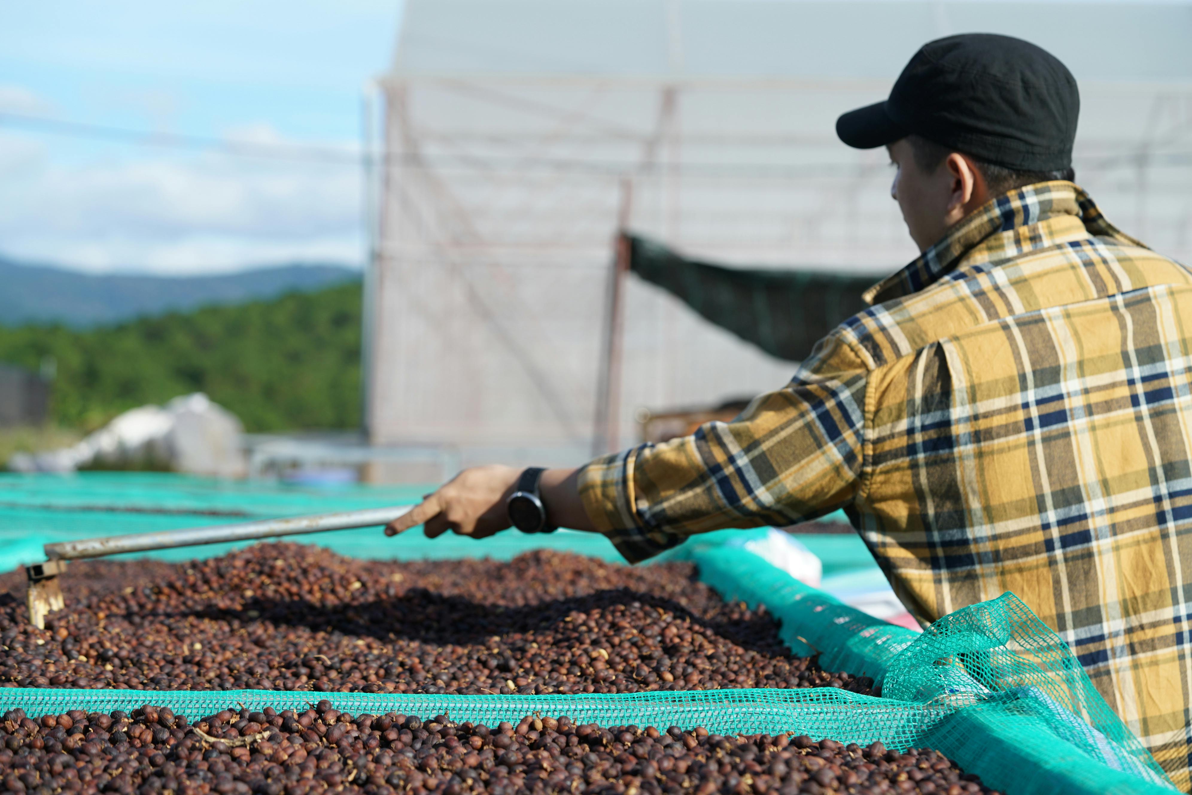 Café de Honduras: ¿Qué lo hace especial y qué se descubre en fincas?