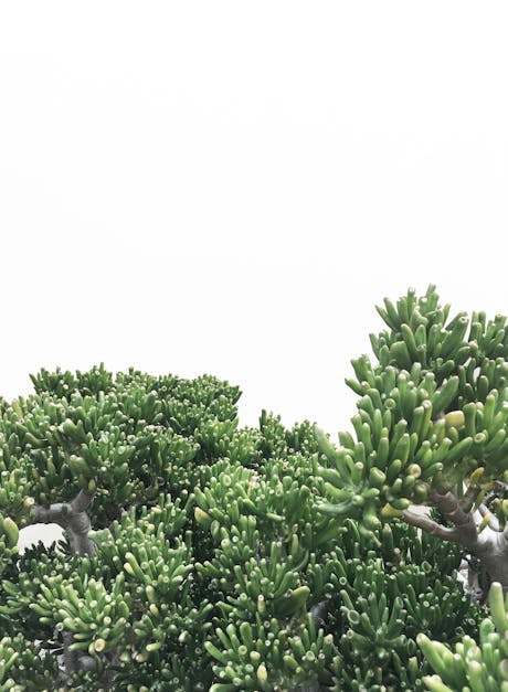 Green Succulent Plant · Free Stock Photo