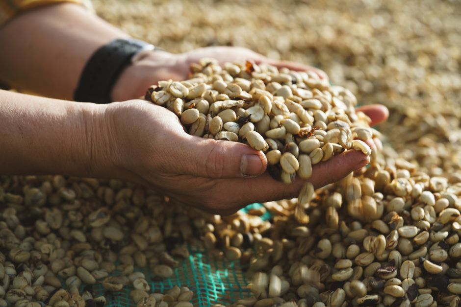 Roasted Kopi Luwak coffee beans on a wooden surface at a Bali plantation, Indonesia