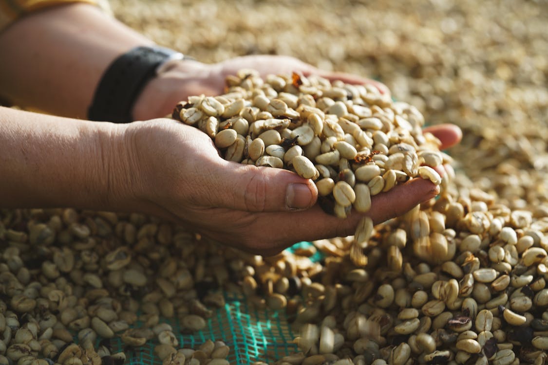 Clsoe-up of a Man Holding a Handful of Coffee Beans · Free Stock Photo