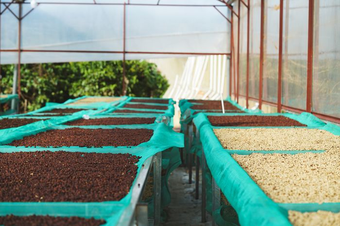 Proses pengeringan kopi di area greenhouse
