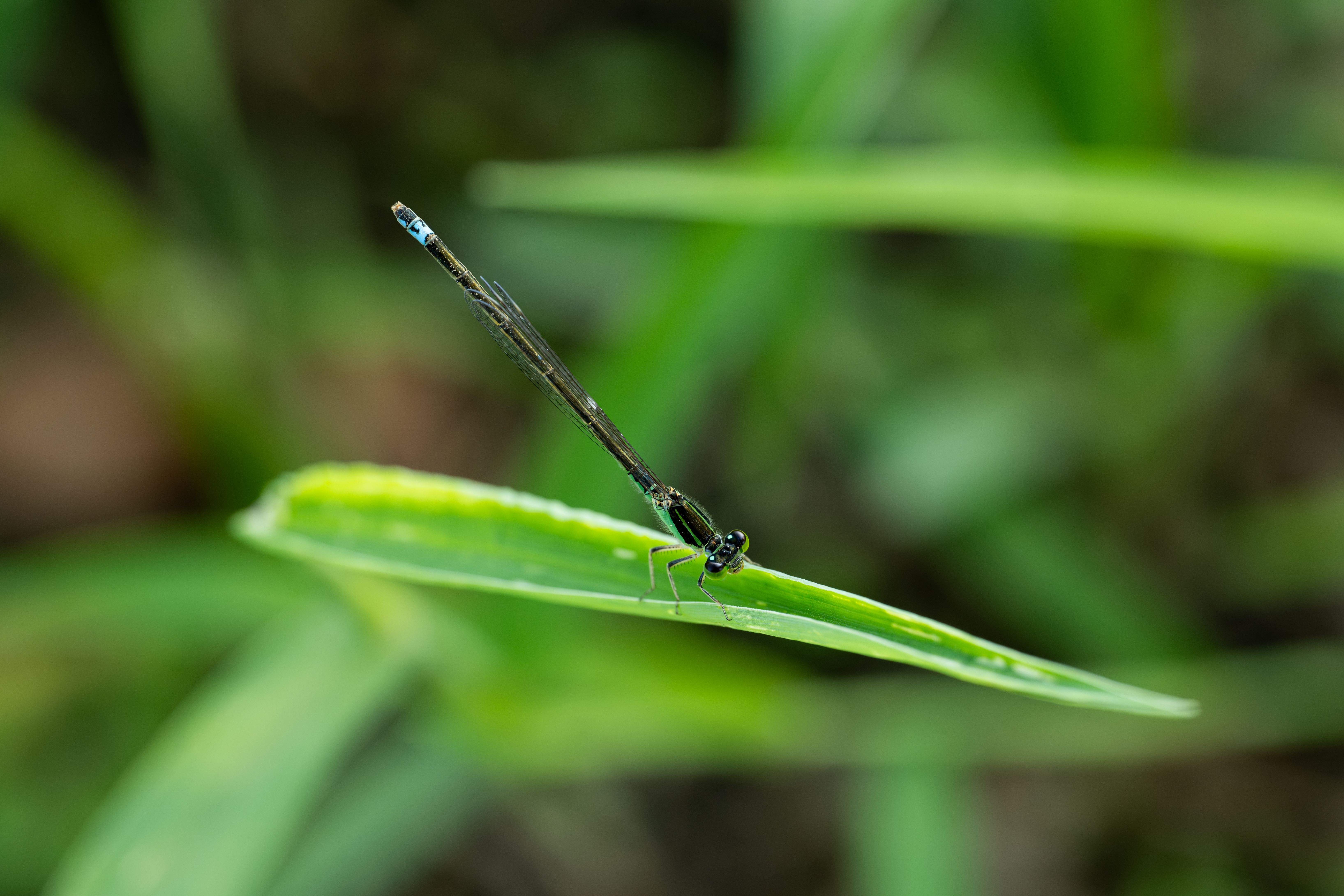 A small black and blue dragonfly sitting on a blade of grass · Free ...