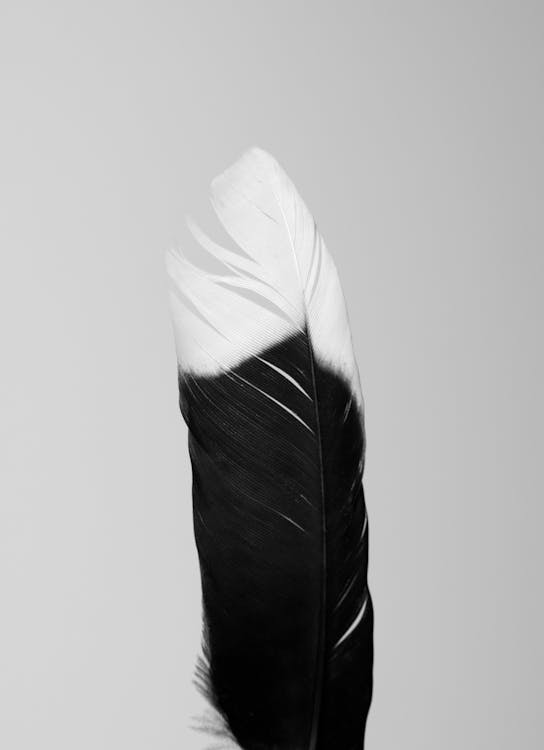 a black and white feather