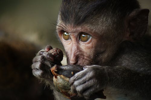 Fotografia De Close Up De Macaco