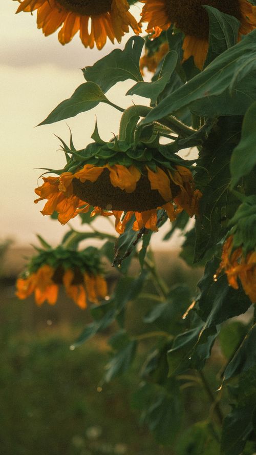 Free Close-up of sunflowers basking in warm sunlight with dew drops. Stock Photo