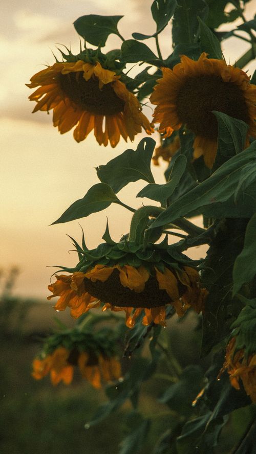 Free Vibrant sunflowers with dew drops in a summer field against a moody sunset. Stock Photo