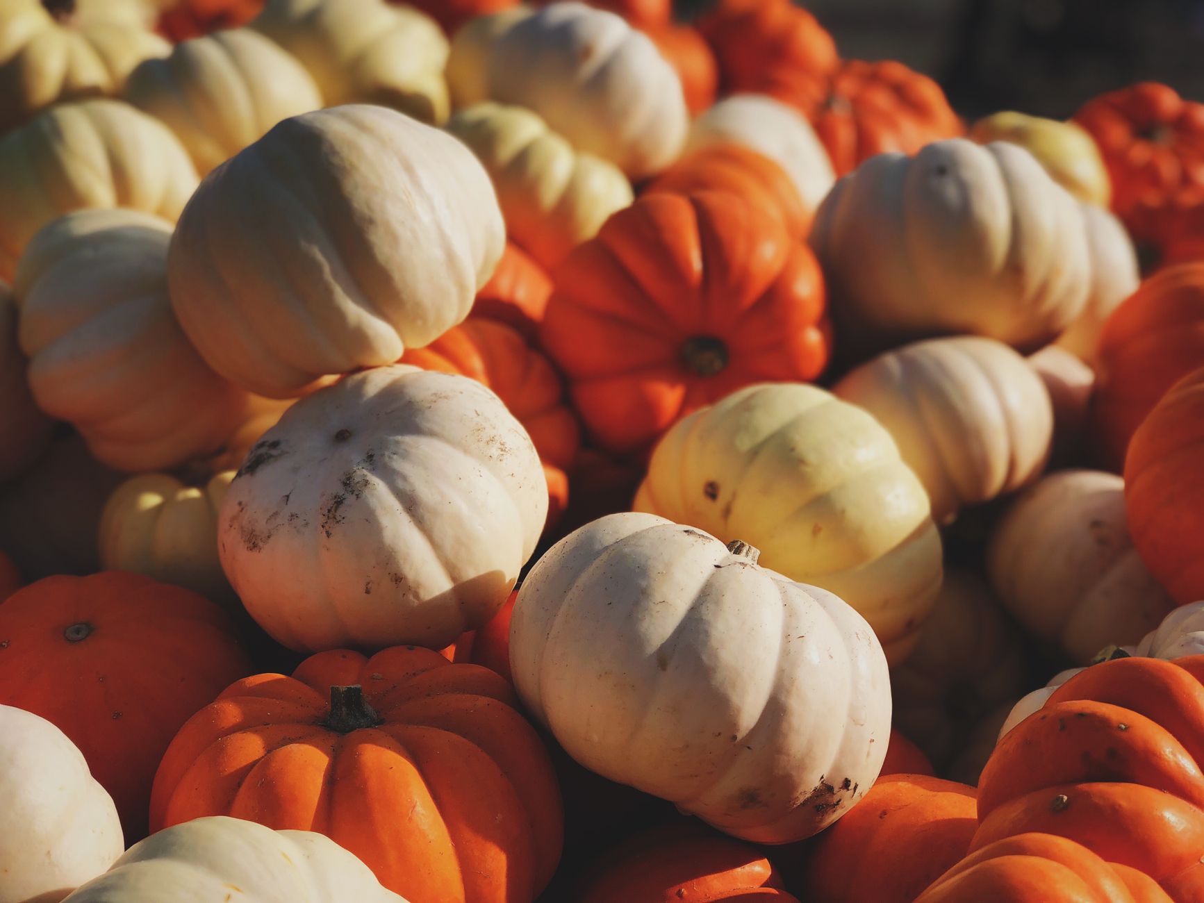 Autumn harvest feast with squash and root vegetables