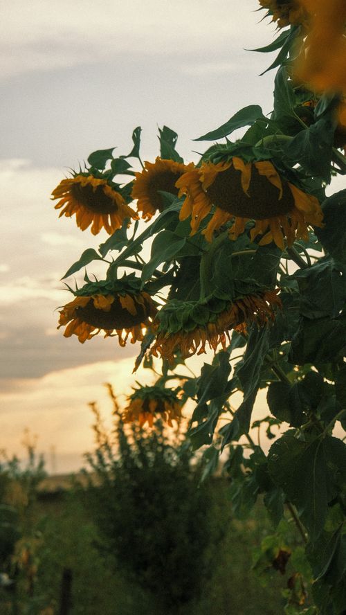Free A serene field of sunflowers basking in the warm glow of sunset, capturing nature's beauty. Stock Photo