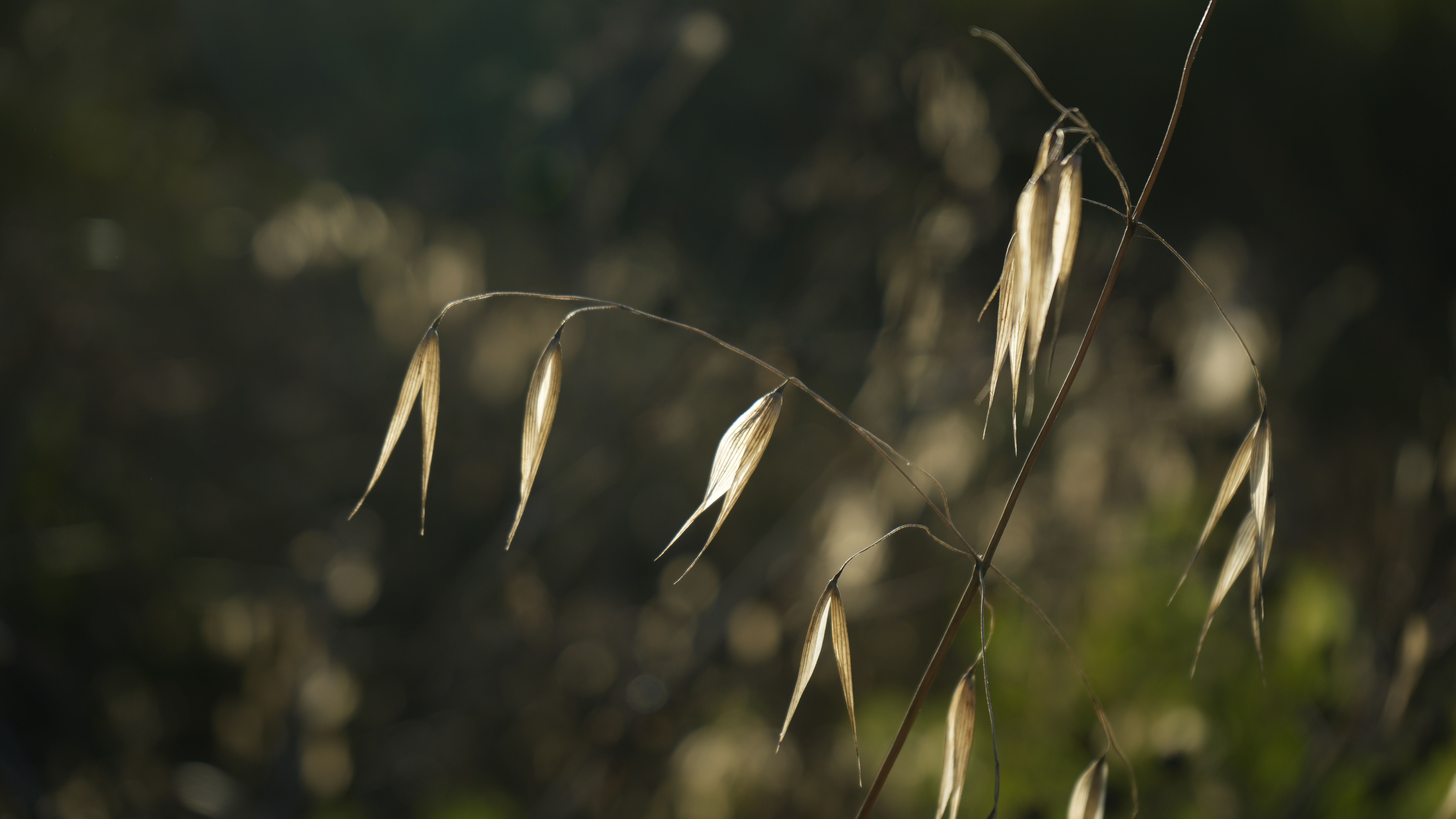 Avena integral