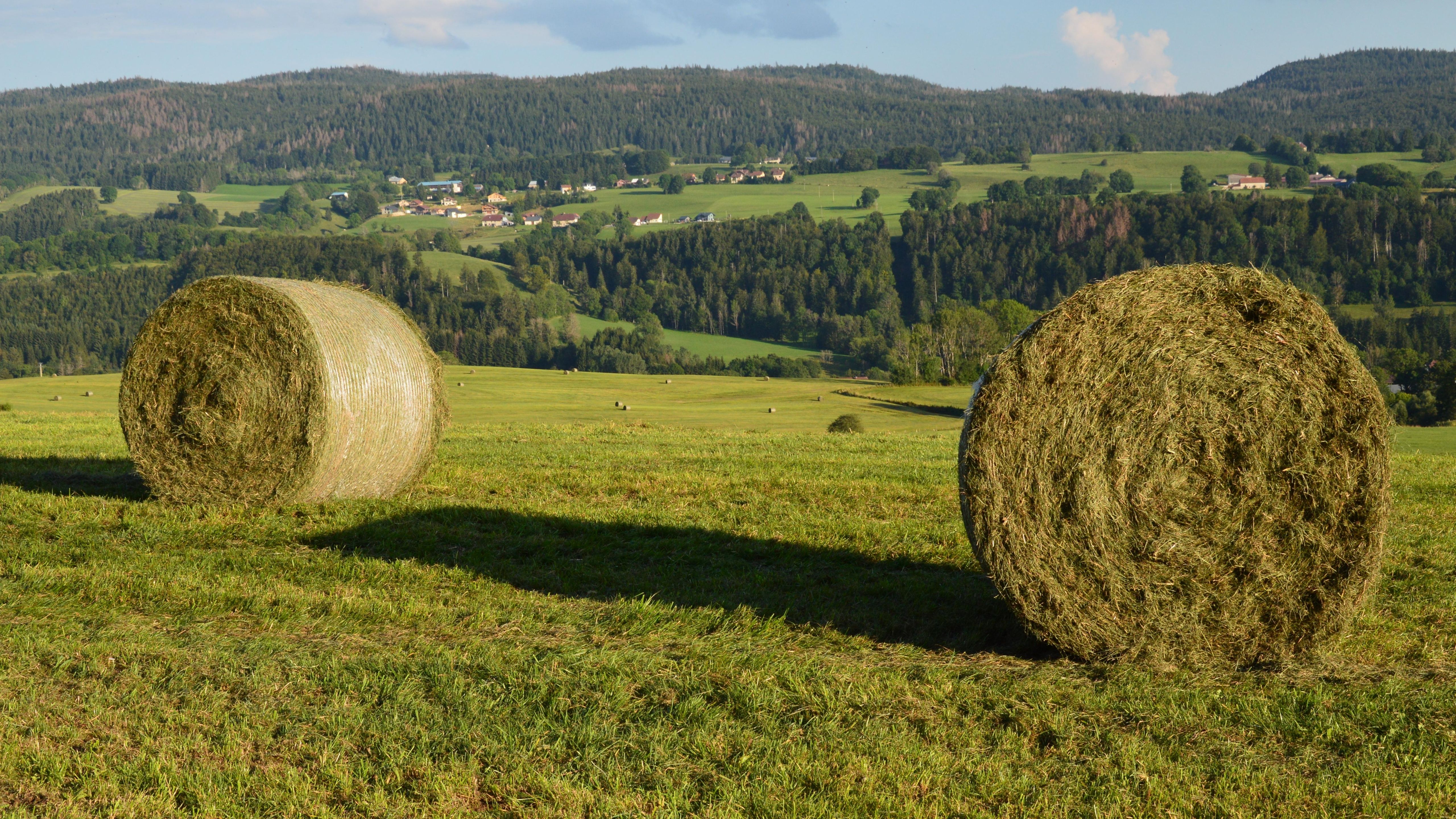 Quality haylage being fed to horses during winter