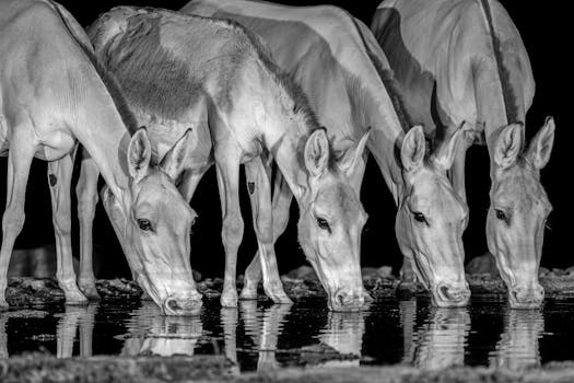 Cows Drinking from Puddle in Black and White 