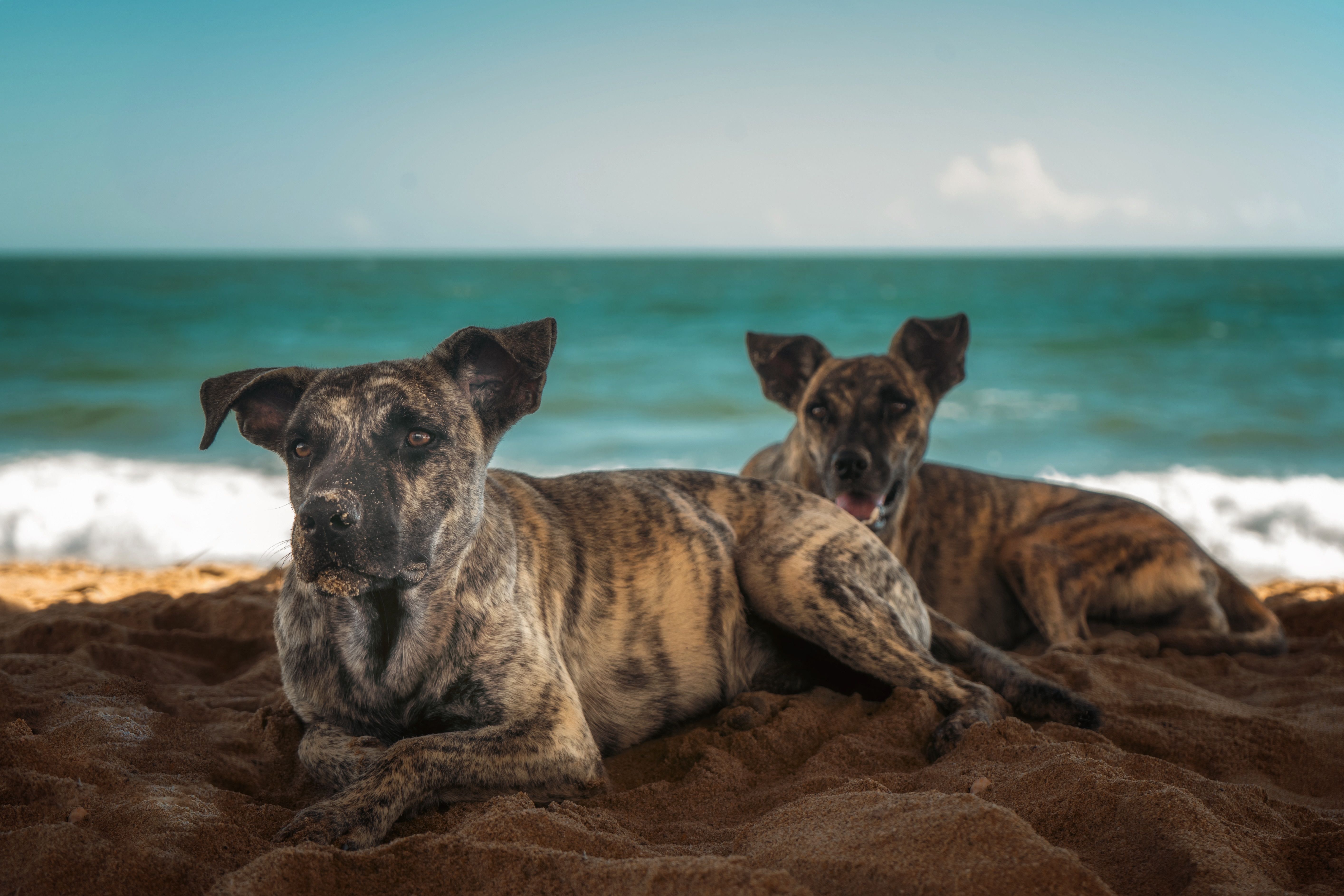 Viral Florida dog stars in PSA about hot cars, pet safety — Photo by Jules Clark on Pexels