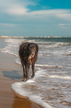 A happy black dog enjoys a walk on the sunny beach with gentle waves.