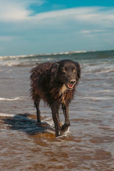 A cheerful dog walks along the beach, enjoying the sun and sea breeze.