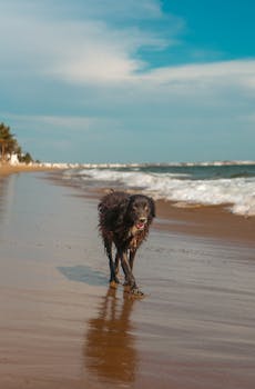 A joyful dog walking along the shore on a sunny day, capturing the essence of freedom and nature.