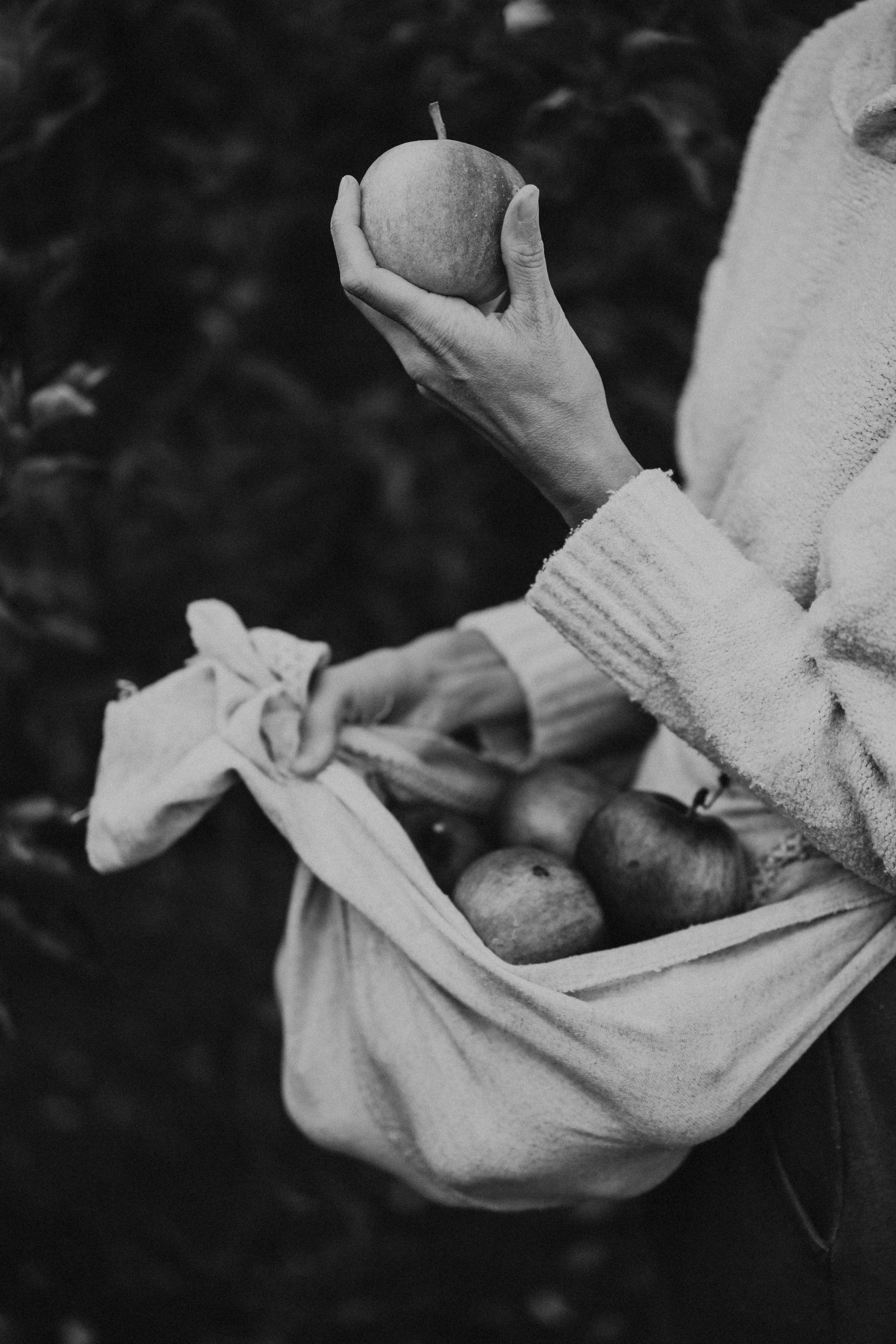 Black and white photo of a person holding freshly picked apples, capturing autumn's essence.