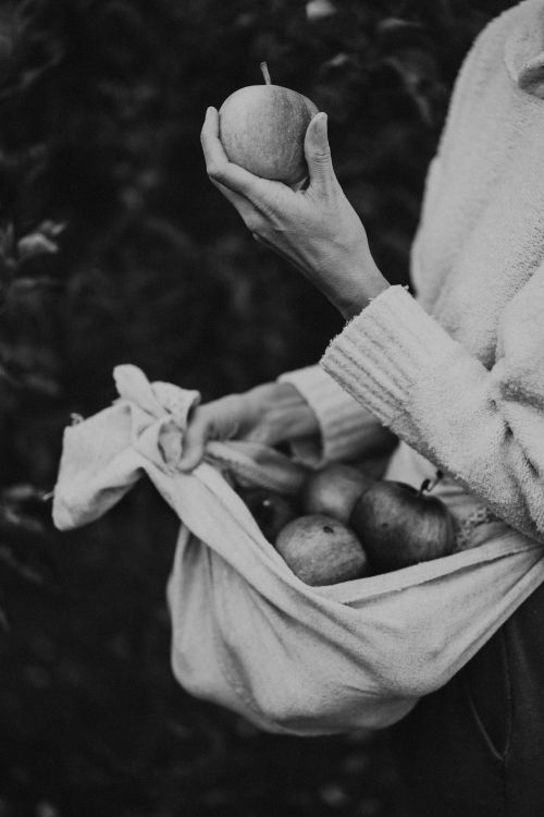 Free Black and white photo of a person holding freshly picked apples, capturing autumn's essence. Stock Photo