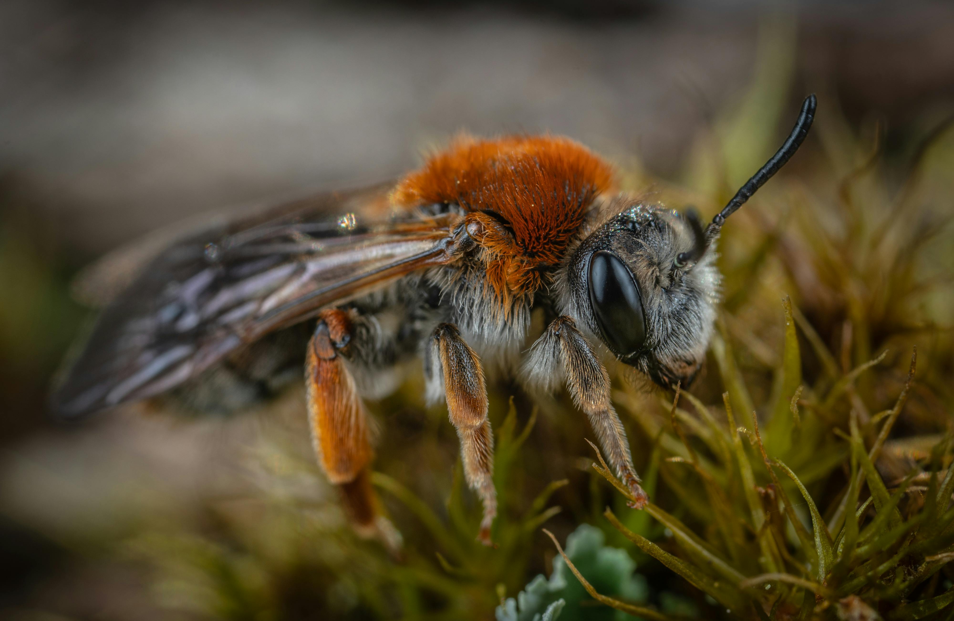 bee perching on grass