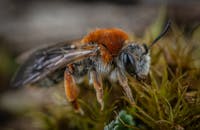 这张草地上蜜蜂的宏观特写照片，清晰地展现了它毛茸茸的身体和翅膀