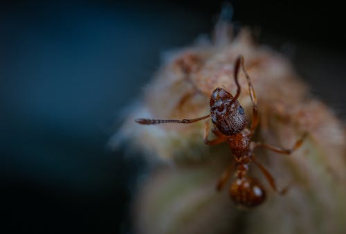 Free Brown Ant Stock Photo