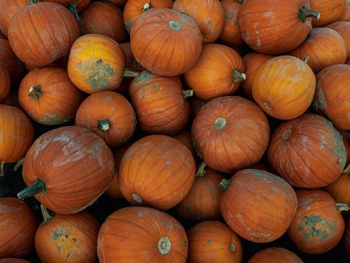 Free A collection of pumpkins perfect for fall festivities, farming, and Halloween. Stock Photo